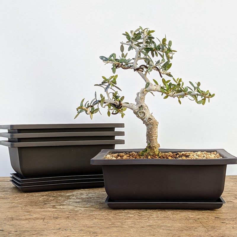 Bonsai Outlet أواني تدريب بونساي أوتليت مع صواني رطوبة - شبكة مدمجة، أواني كبيرة بحجم 6 إنش + مصنوعة من بولي ريزين مقاوم للكسر، مجموعة من 3 أواني - Image 5